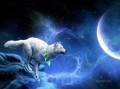 wolf and moon